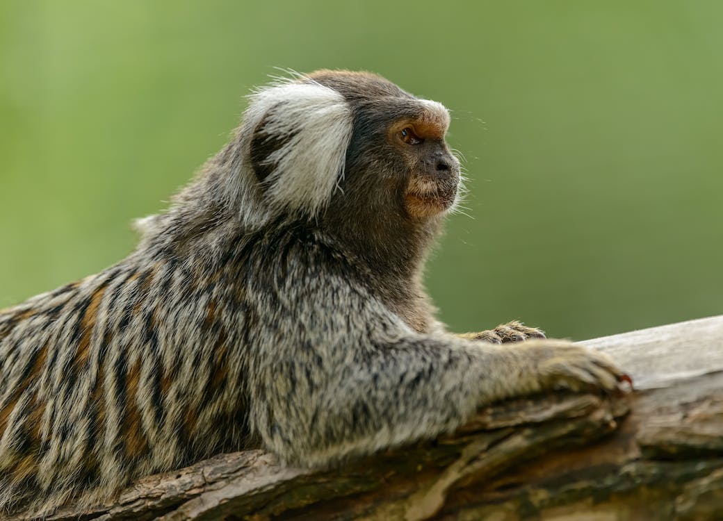 A Common Marmoset monkey